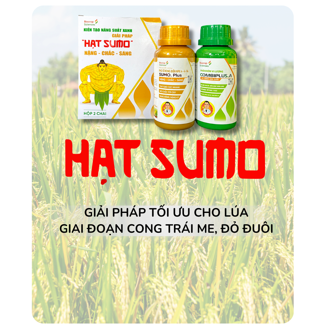 Hình ảnh quảng cáo